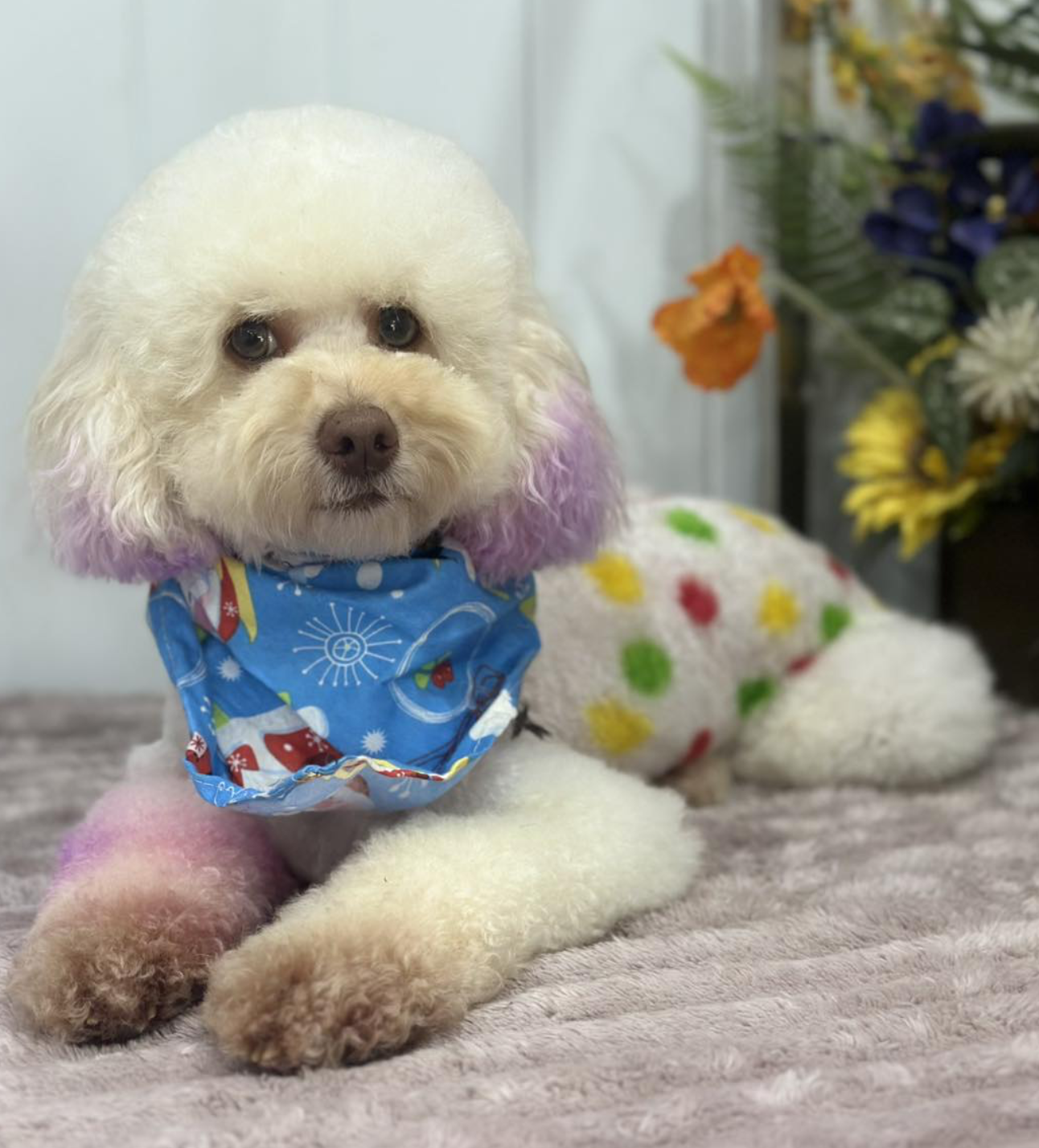 7 Tips for the Best Dog Grooming Near Me - Pet Salon Near Me That Does Dog Grooming